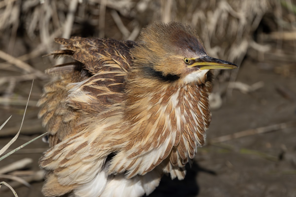 Amerika Balabanı - ML645124583