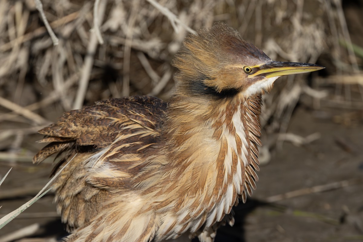 Amerika Balabanı - ML645124584