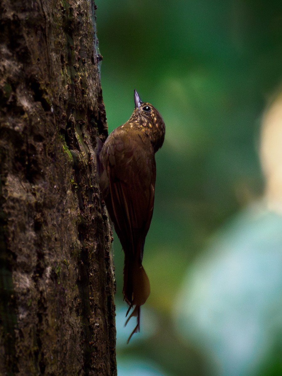 Wedge-billed Woodcreeper - ML645124593