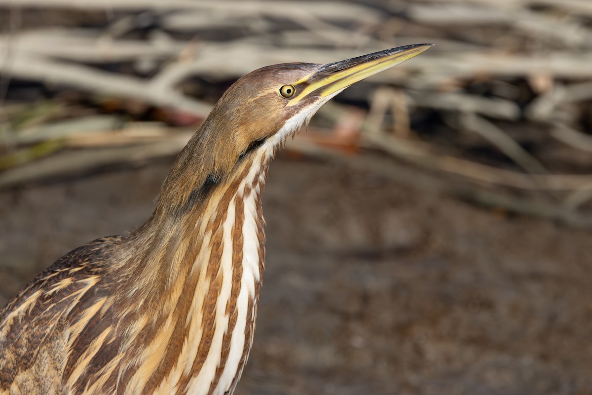 Amerika Balabanı - ML645124595