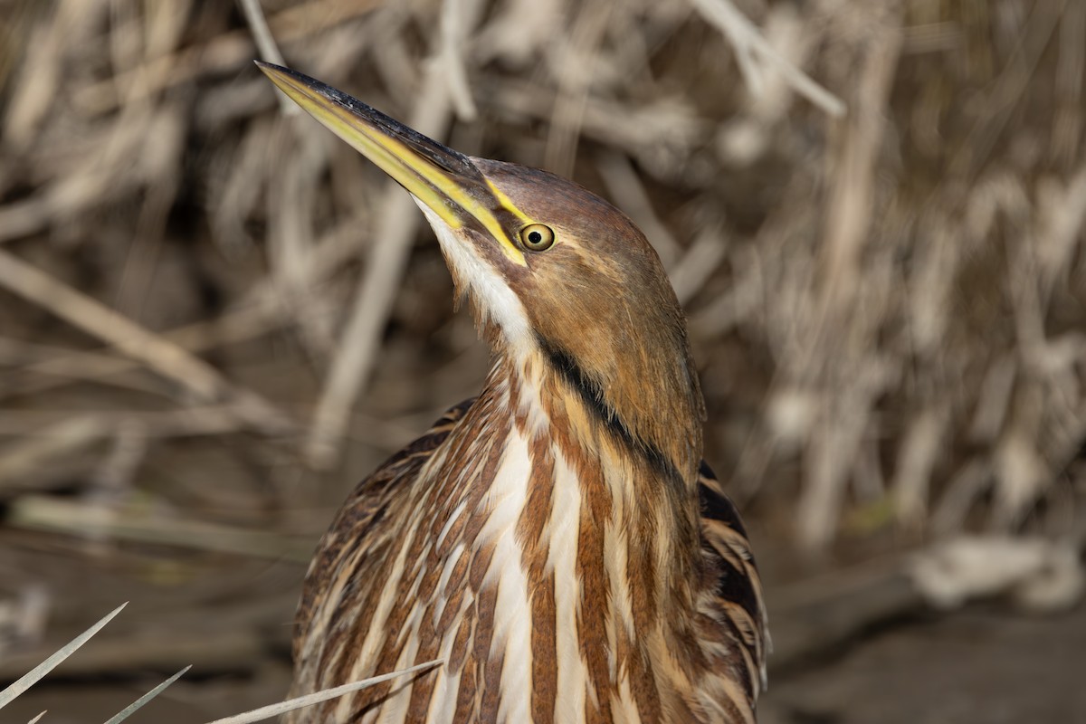 Amerika Balabanı - ML645124596