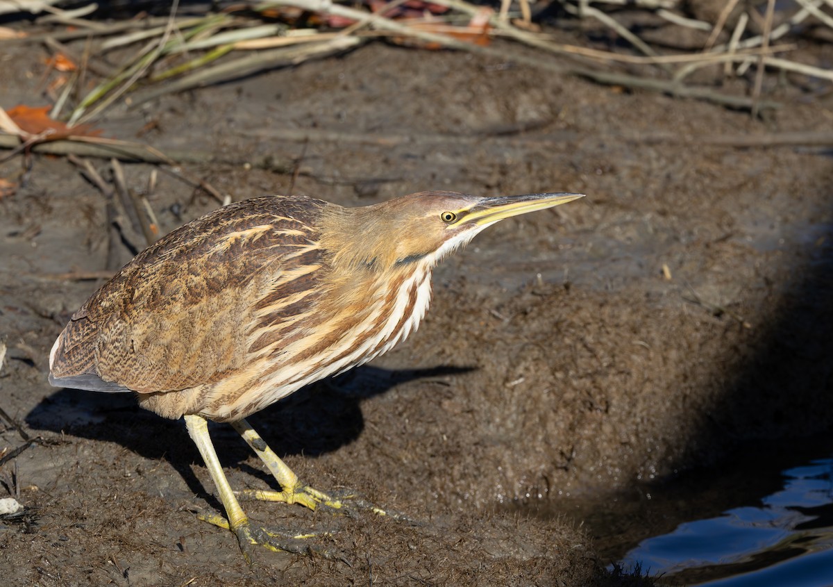 Amerika Balabanı - ML645124597