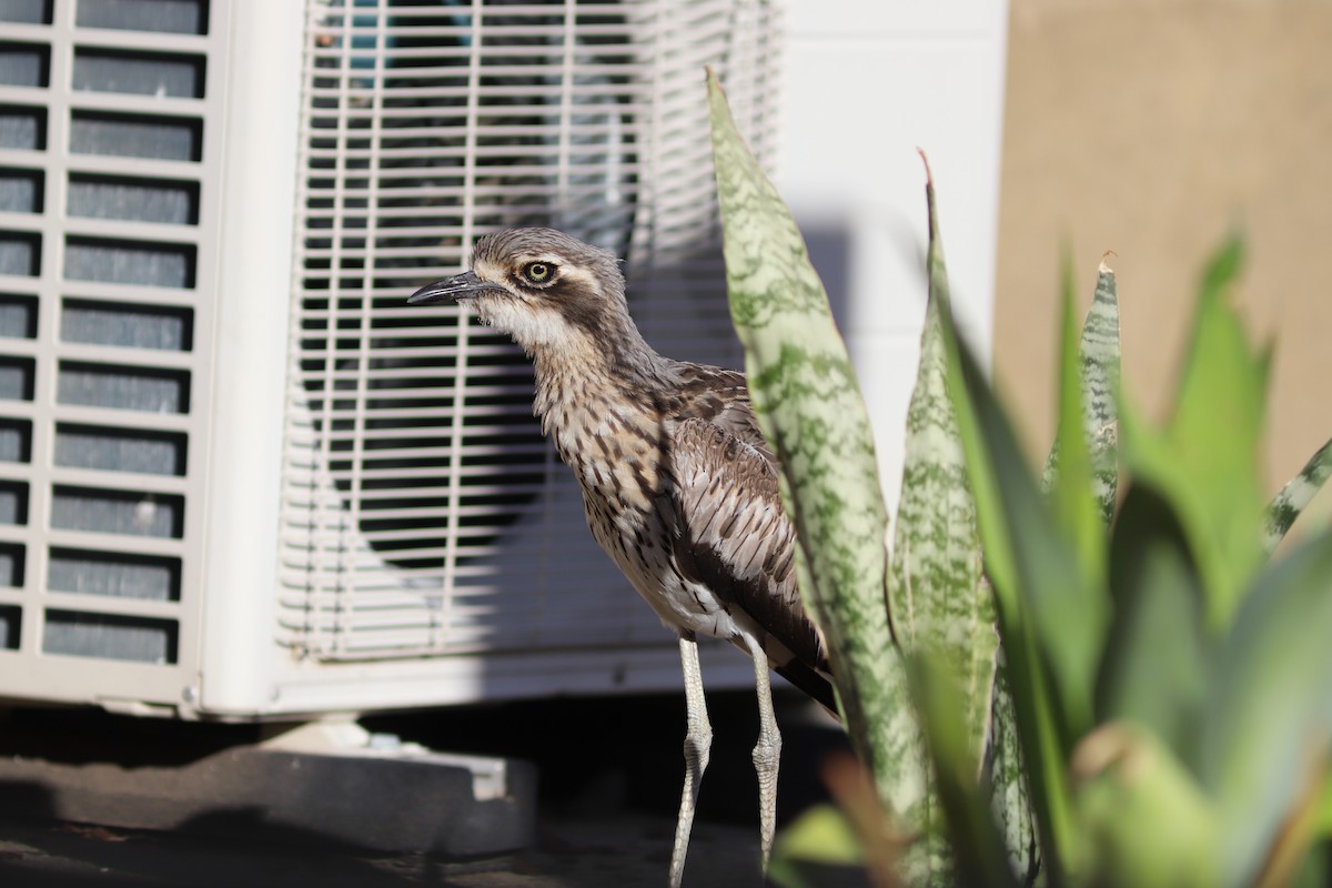 Bush Thick-knee - ML645124601