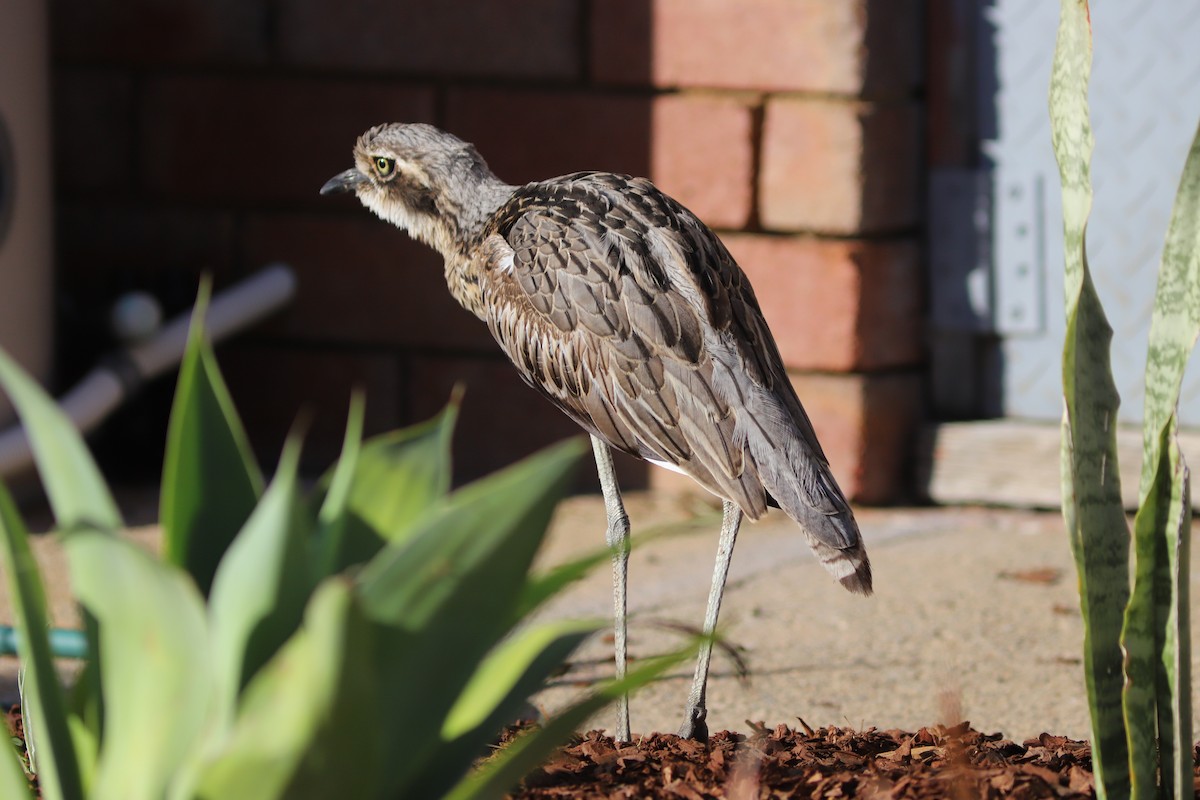 Bush Thick-knee - ML645124602