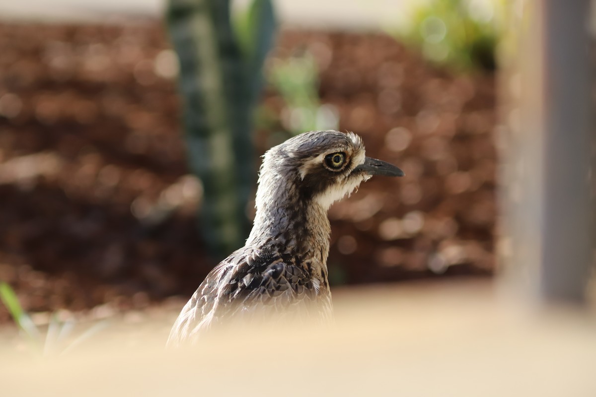 Bush Thick-knee - ML645124603