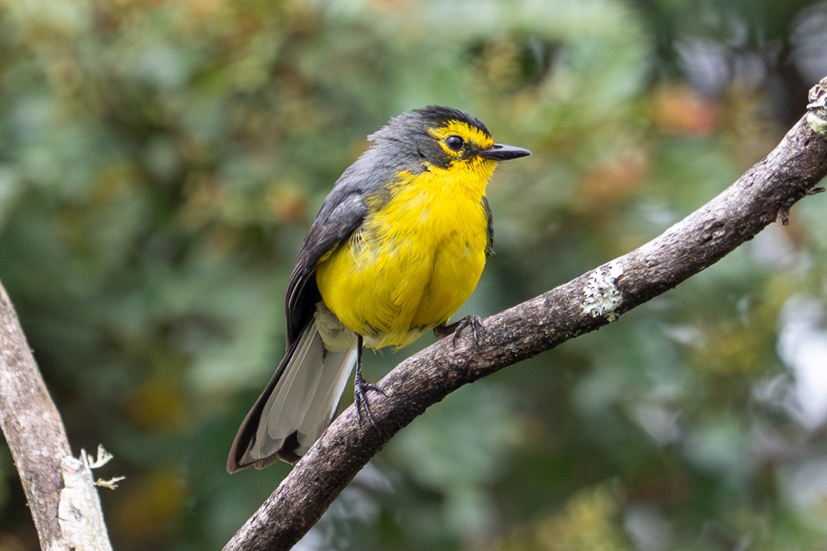 Spectacled Redstart - ML645124606