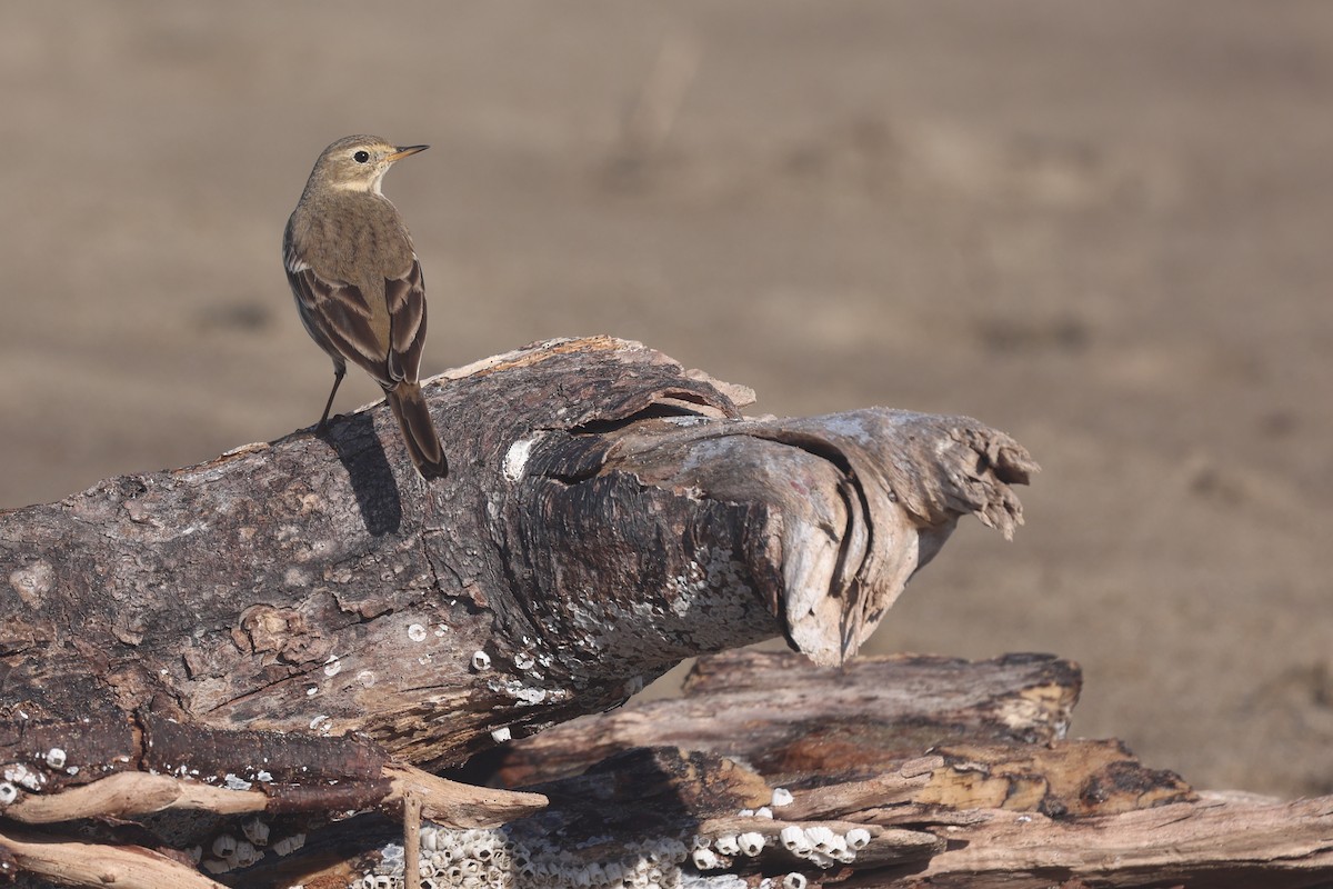American Pipit - ML645124613