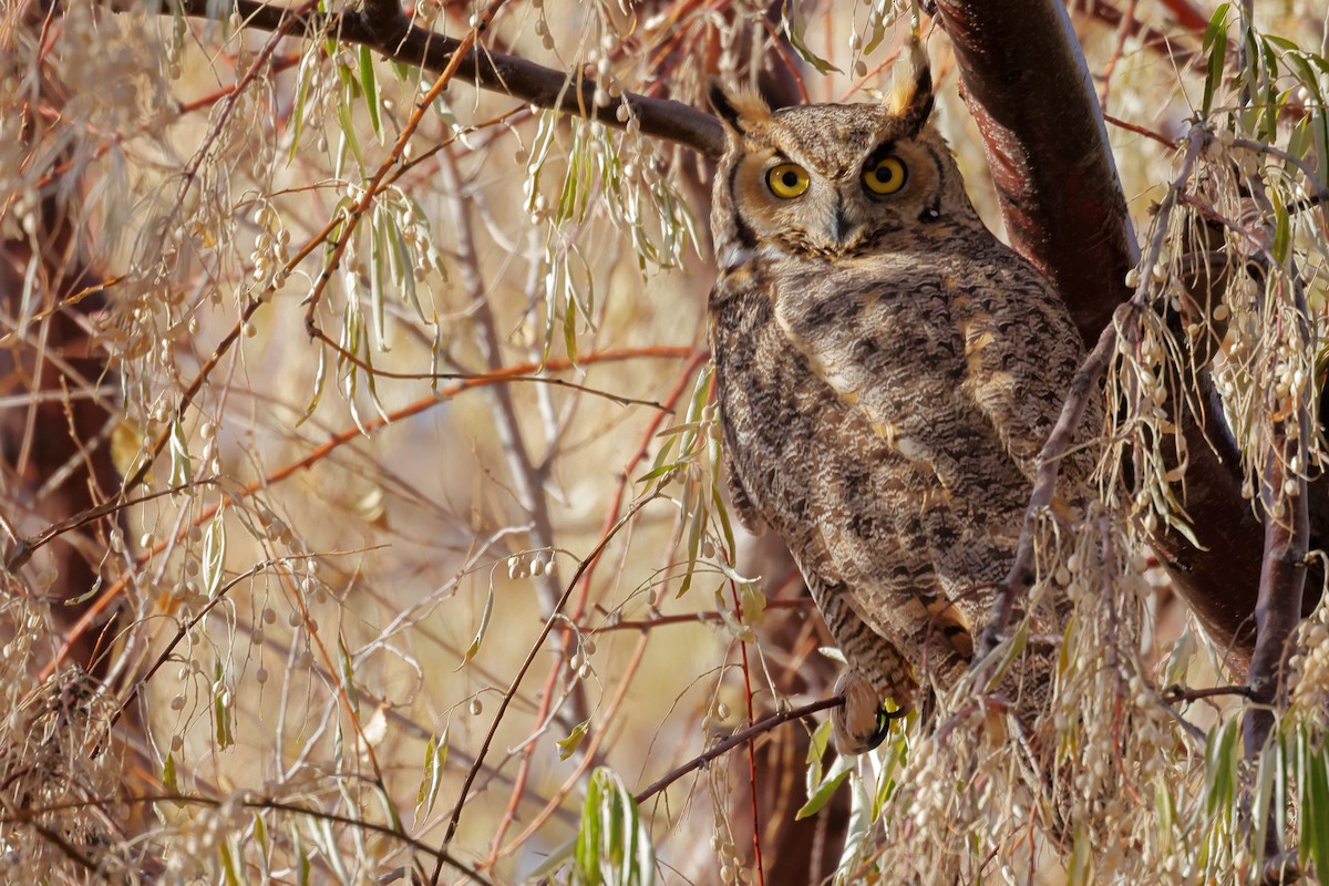 Great Horned Owl - ML645124678