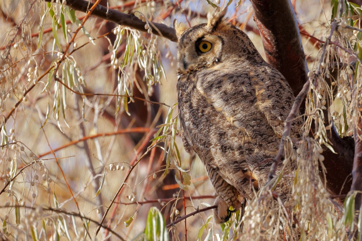 Great Horned Owl - ML645124682