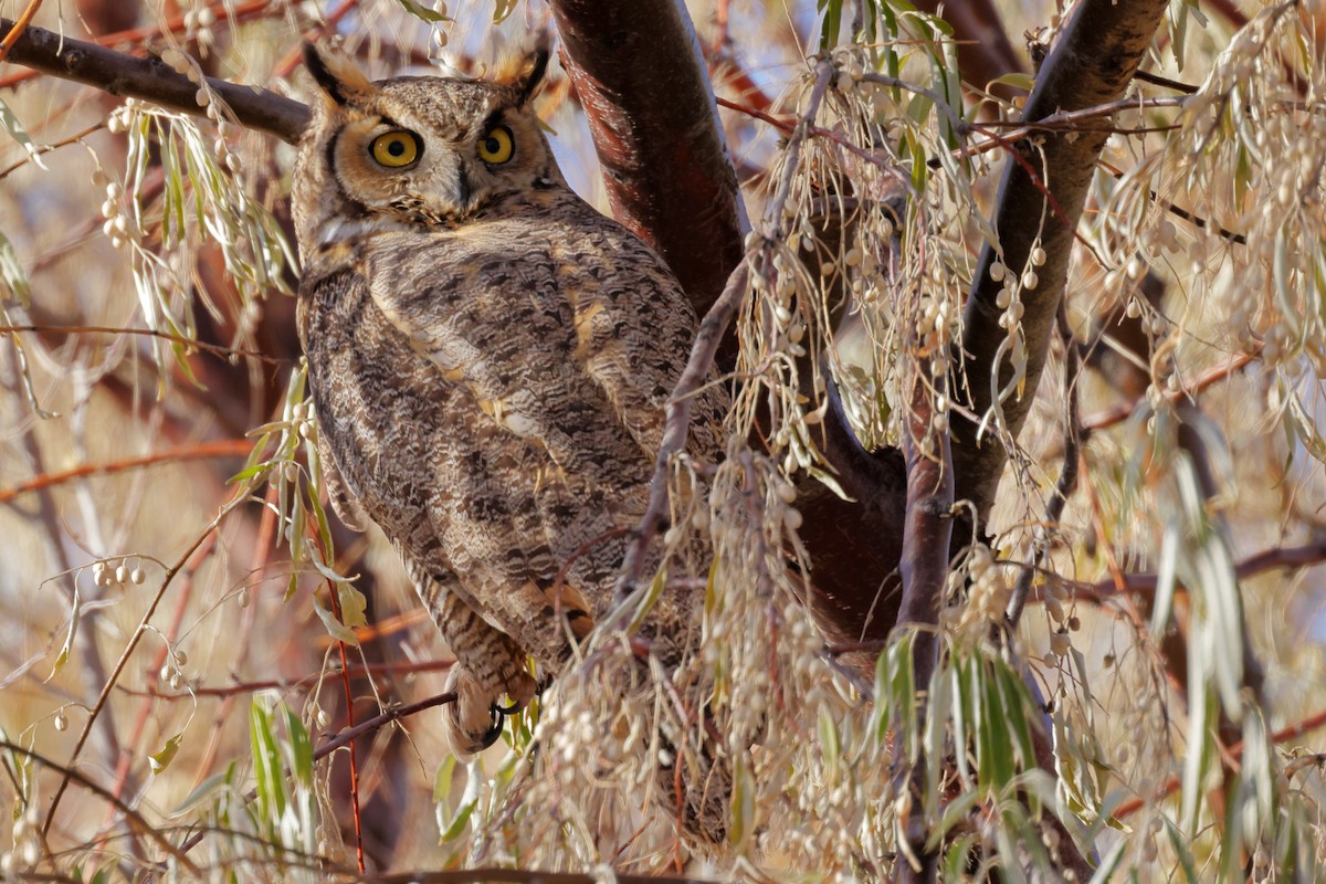 Great Horned Owl - ML645124690