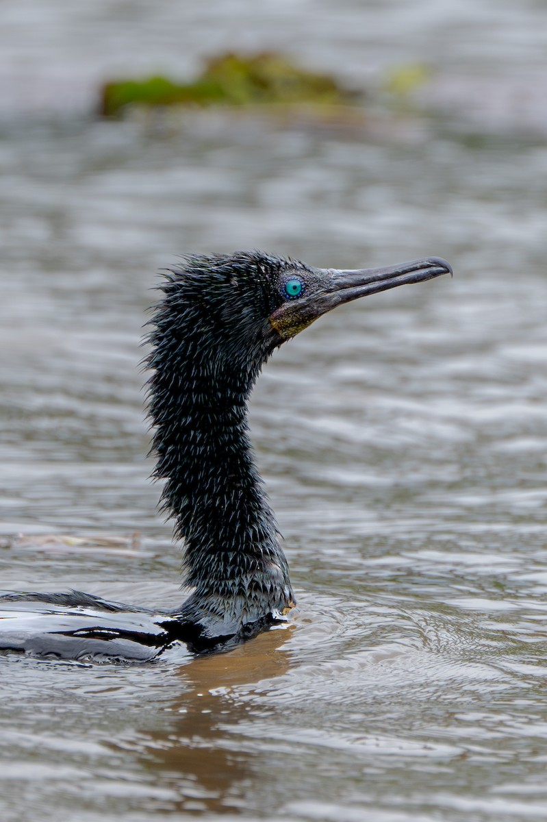 Cormoran à cou brun - ML645124719