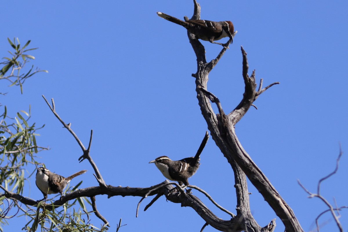 Chestnut-crowned Babbler - ML645124728