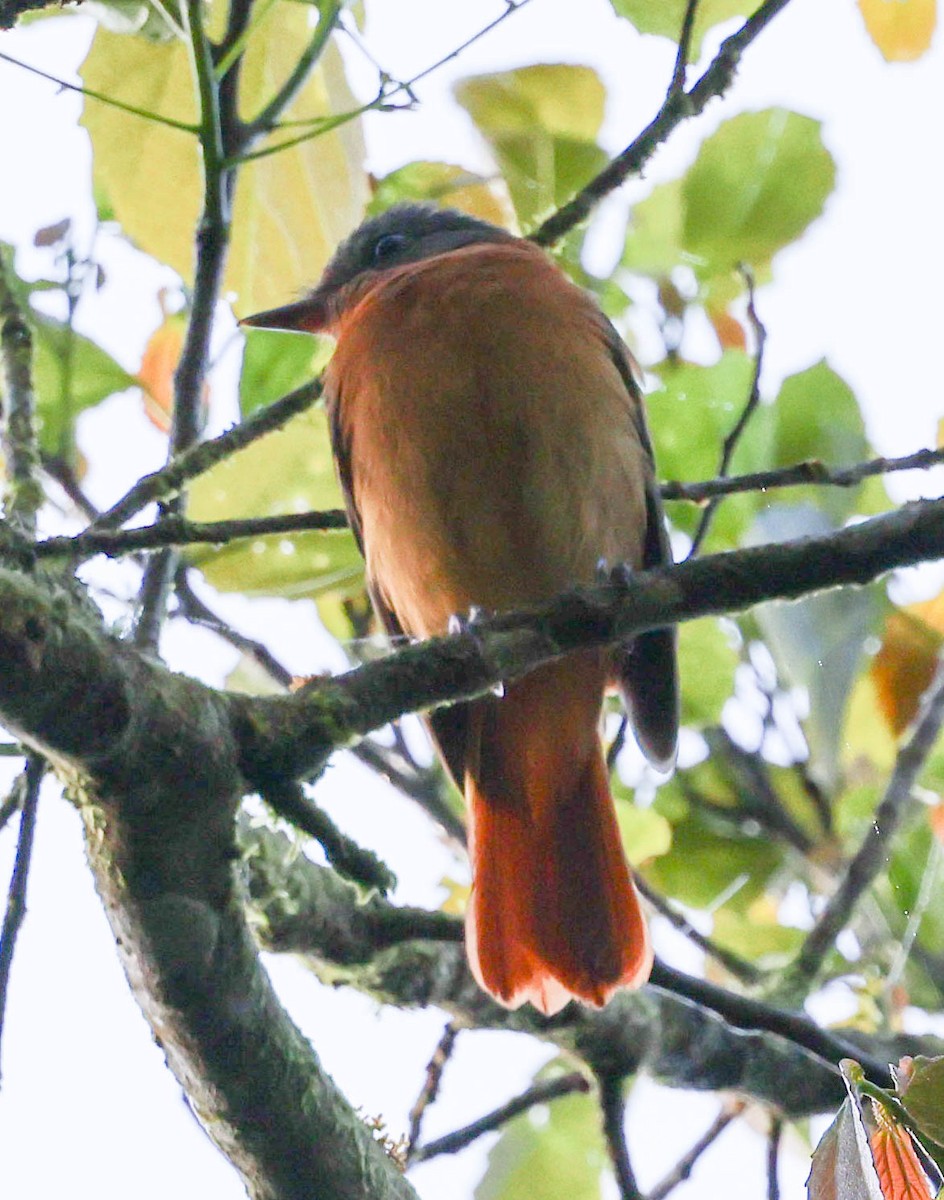 Rufous-tailed Attila - ML645124731