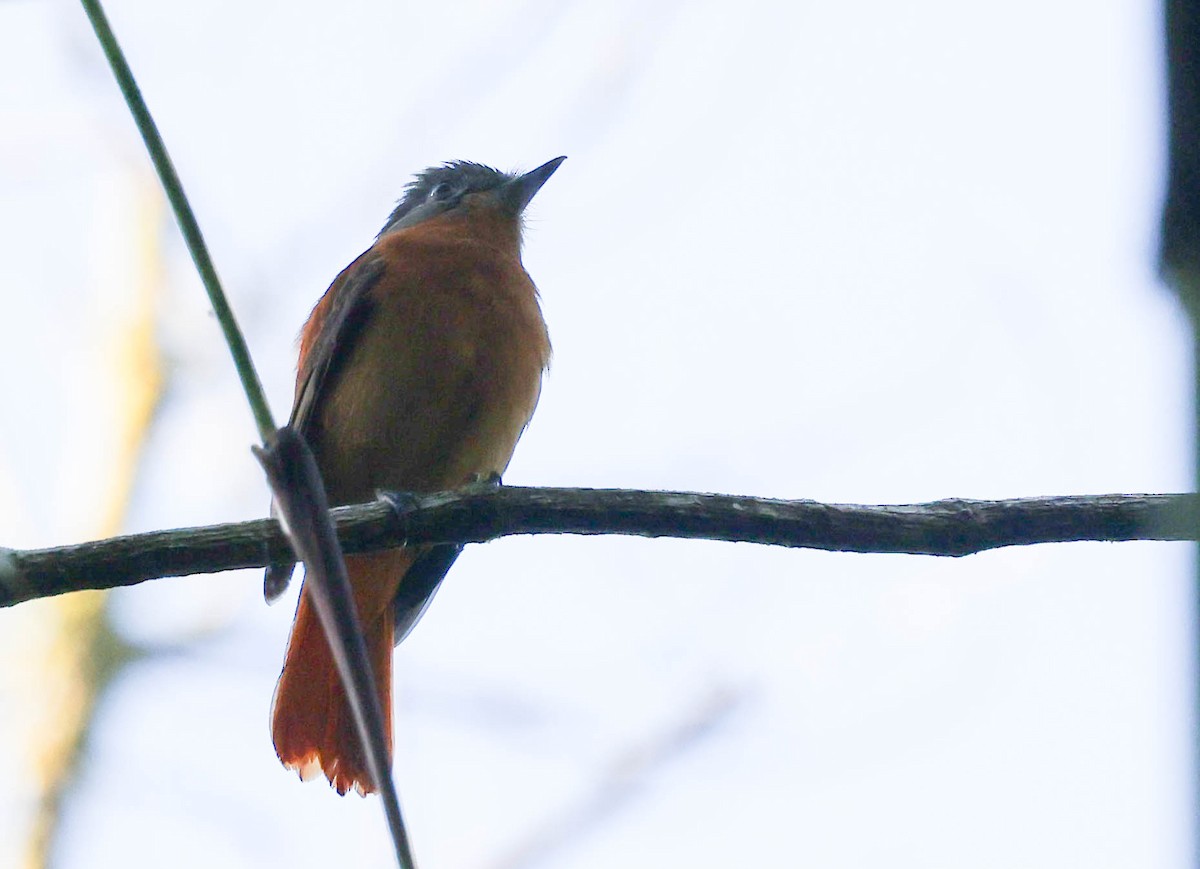 Rufous-tailed Attila - ML645124732