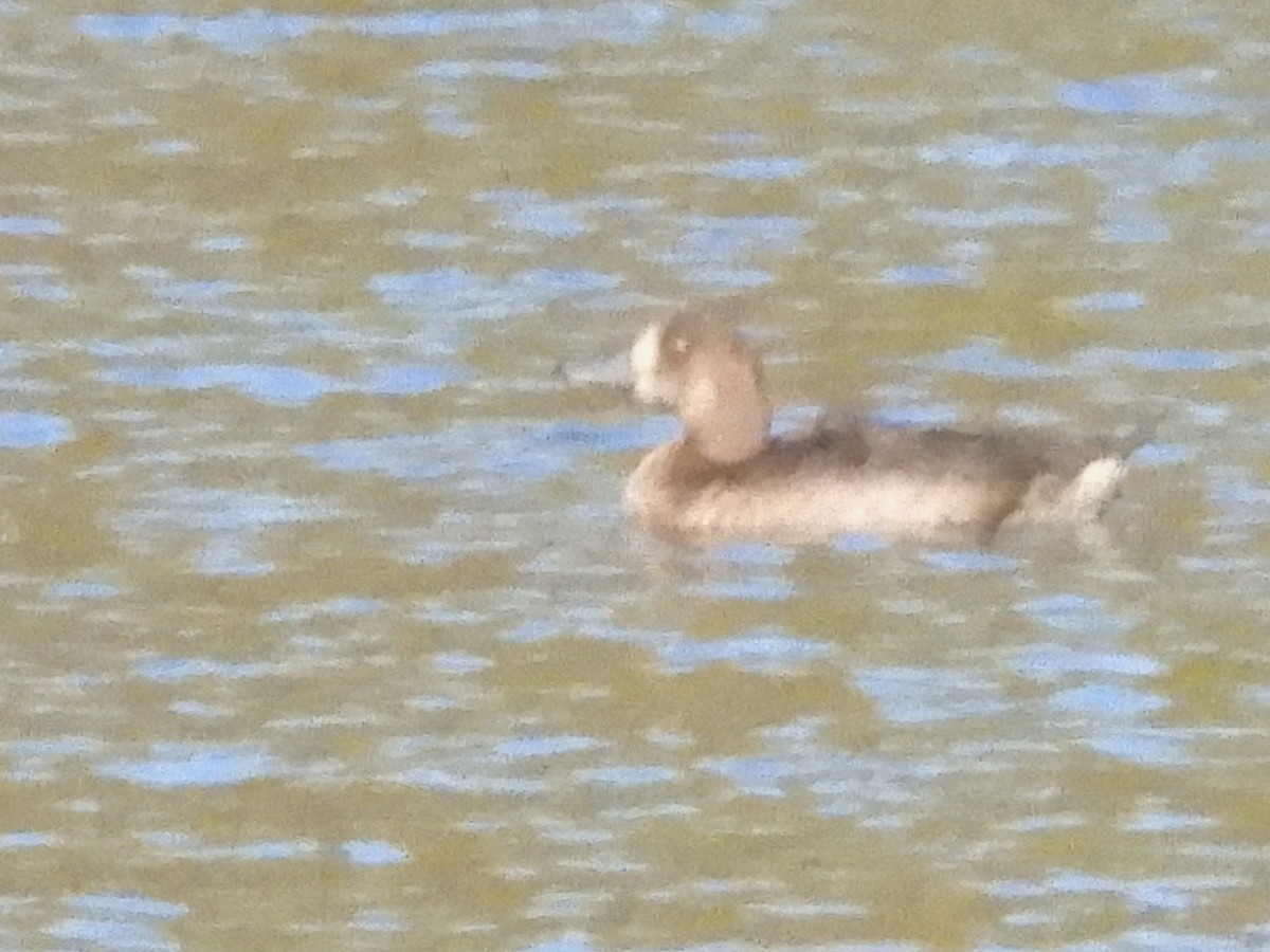 コスズガモ - ML645124749