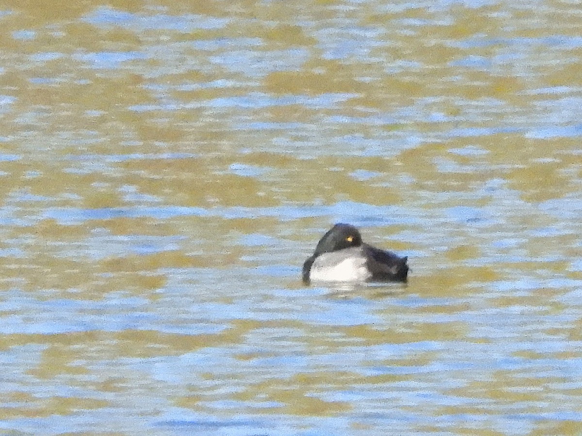 コスズガモ - ML645124750