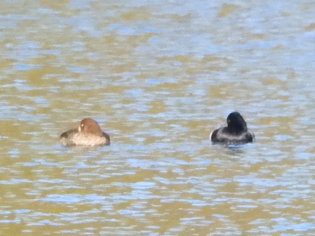 コスズガモ - ML645124751