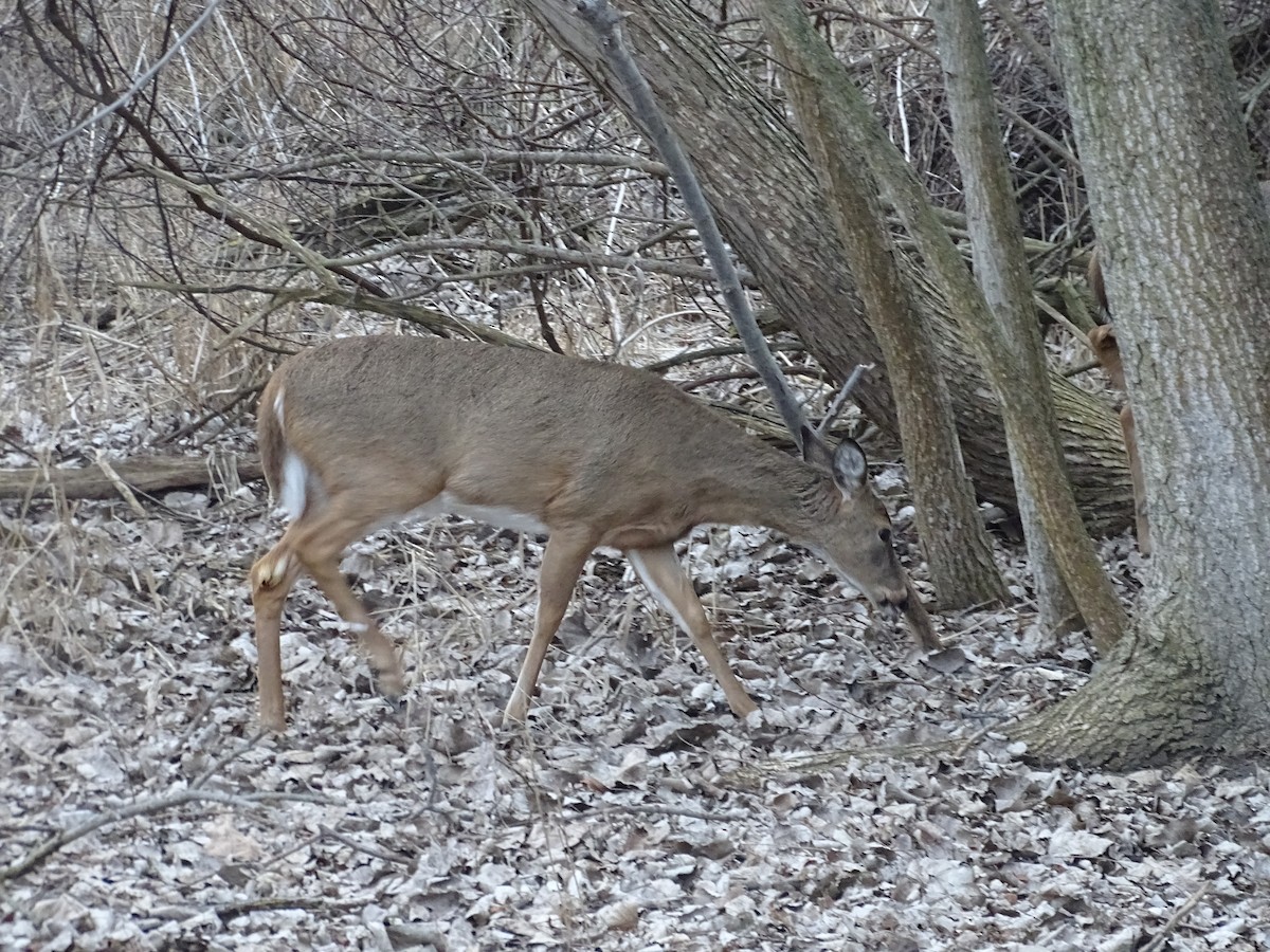White-tailed Deer - ML645124755