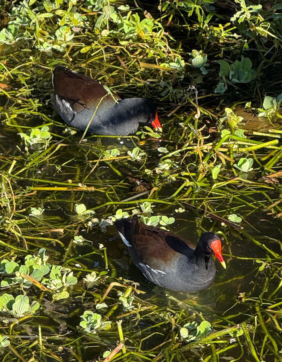 アメリカバン - ML645124756