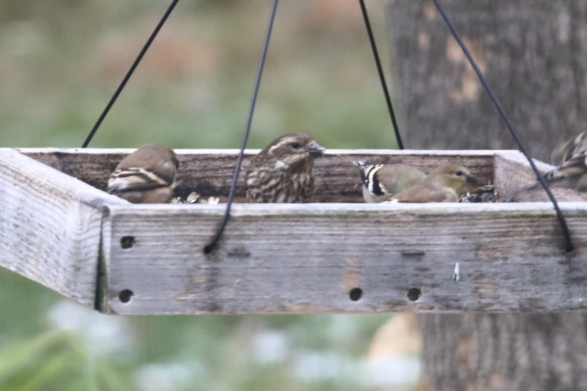 Camachuelo Purpúreo (purpureus) - ML645124757