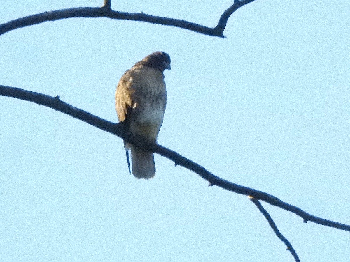 アカオノスリ - ML645124771