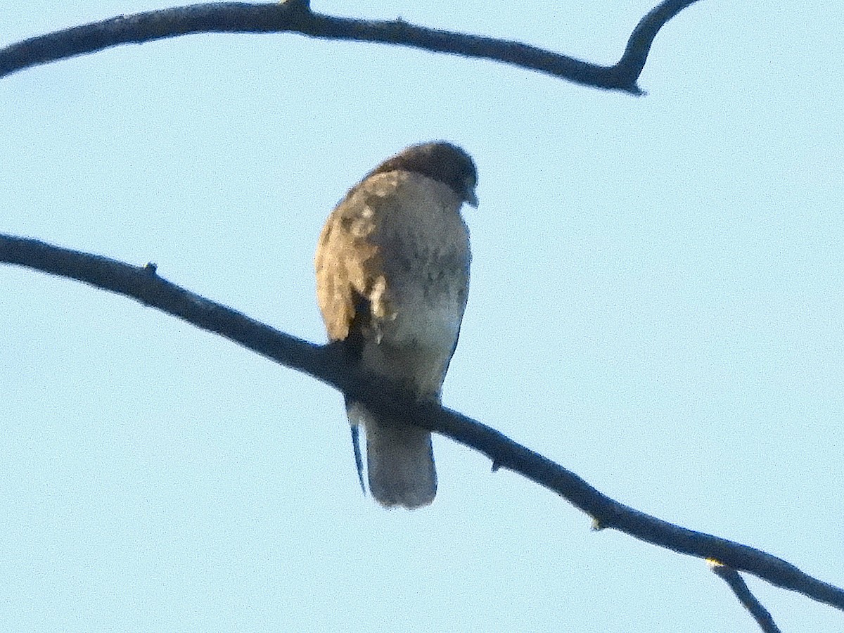 アカオノスリ - ML645124772