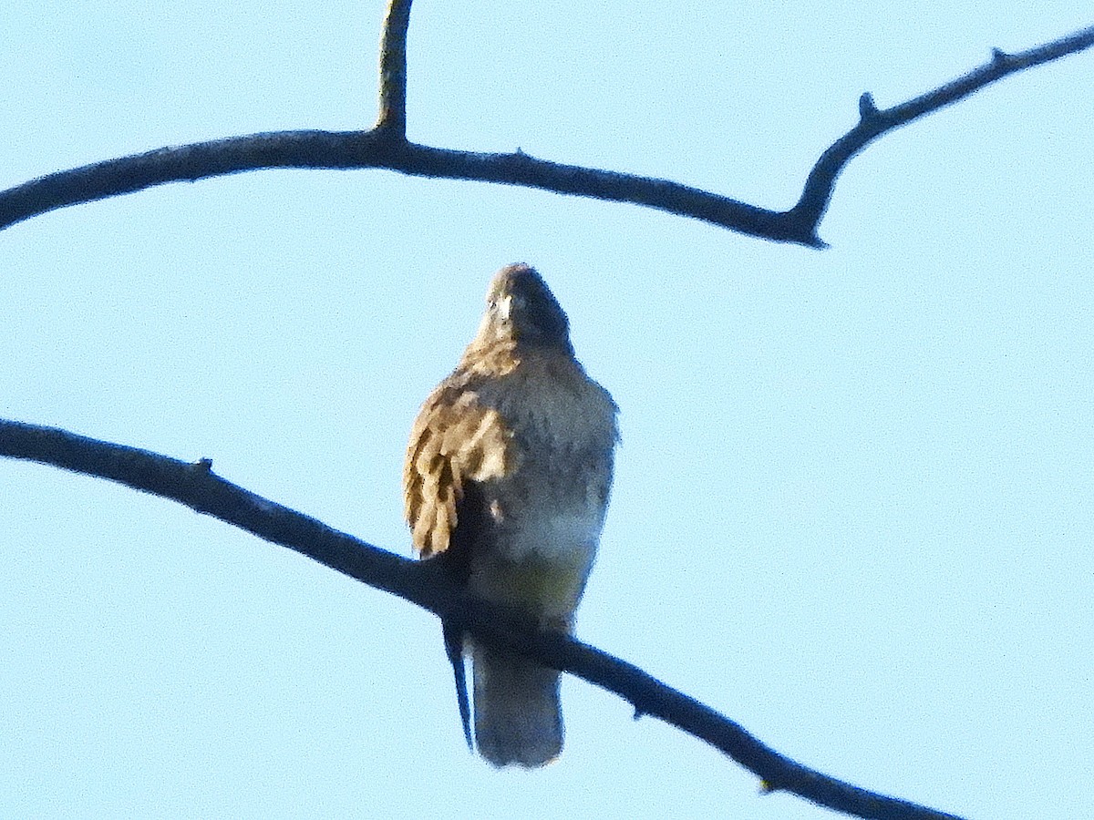 アカオノスリ - ML645124773