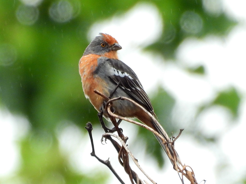 Rara du Paraguay - ML645124780