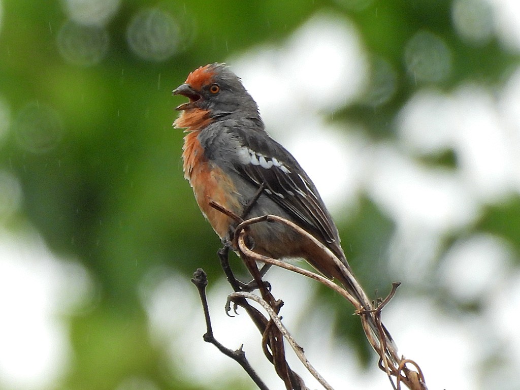 Rara du Paraguay - ML645124781