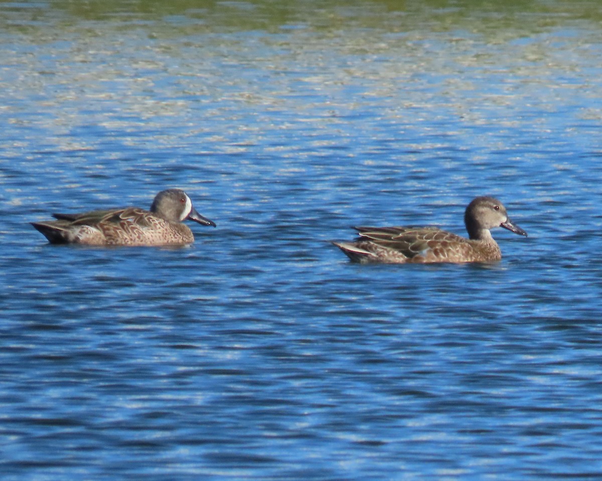 Blue-winged Teal - ML645124809