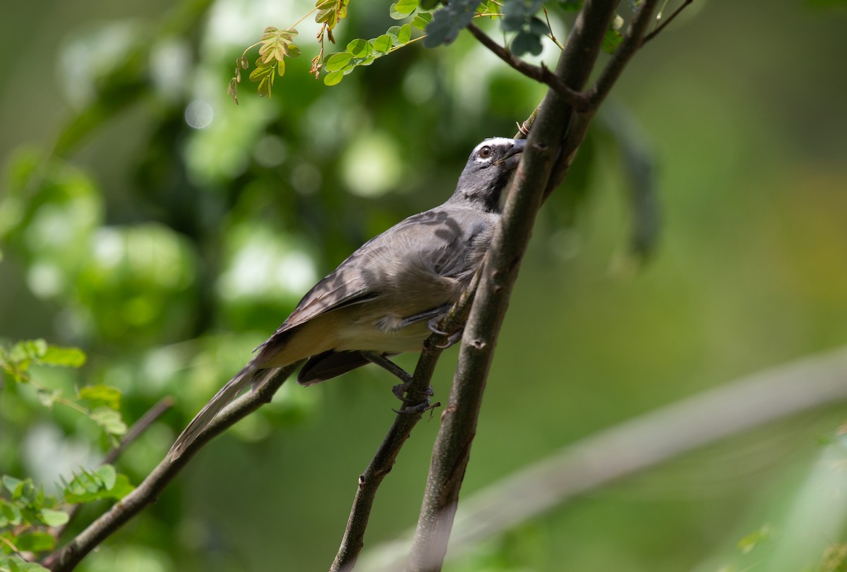 Olive-gray Saltator - ML645124816