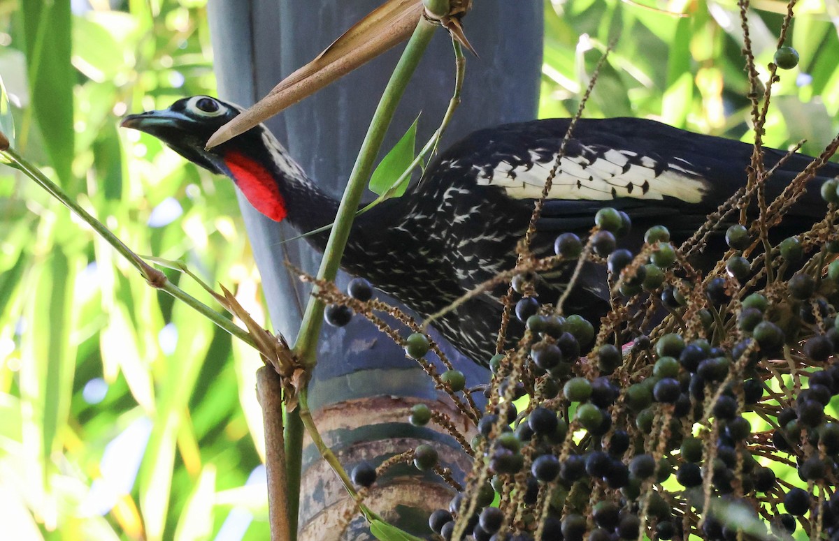 Абурі-крикун чорнолобий - ML645124818