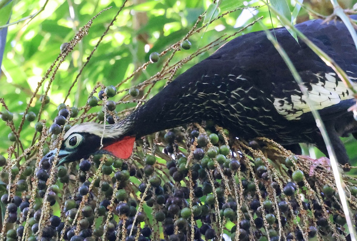 Абурі-крикун чорнолобий - ML645124819