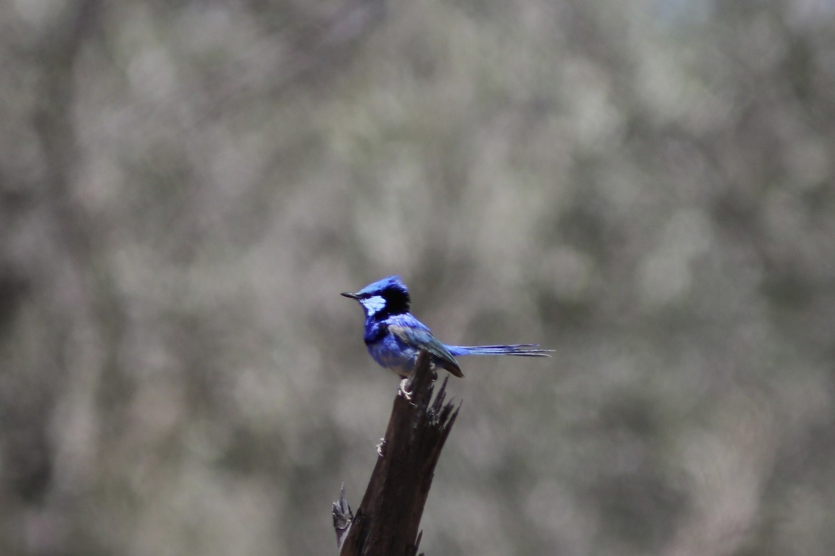 Splendid Fairywren - ML645124823