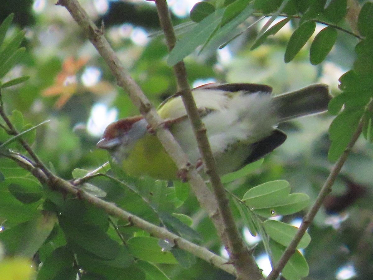 Віреон рудобровий - ML645124834