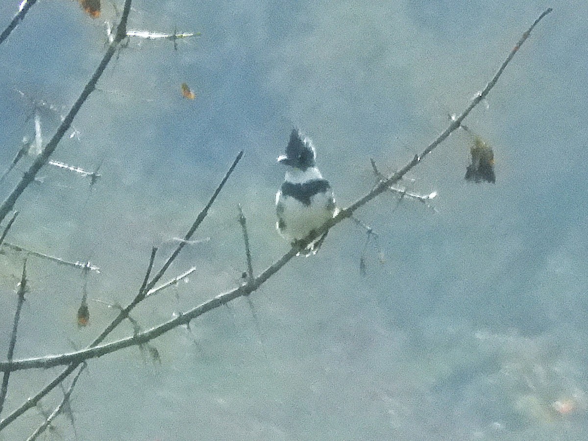 アメリカヤマセミ - ML645124840