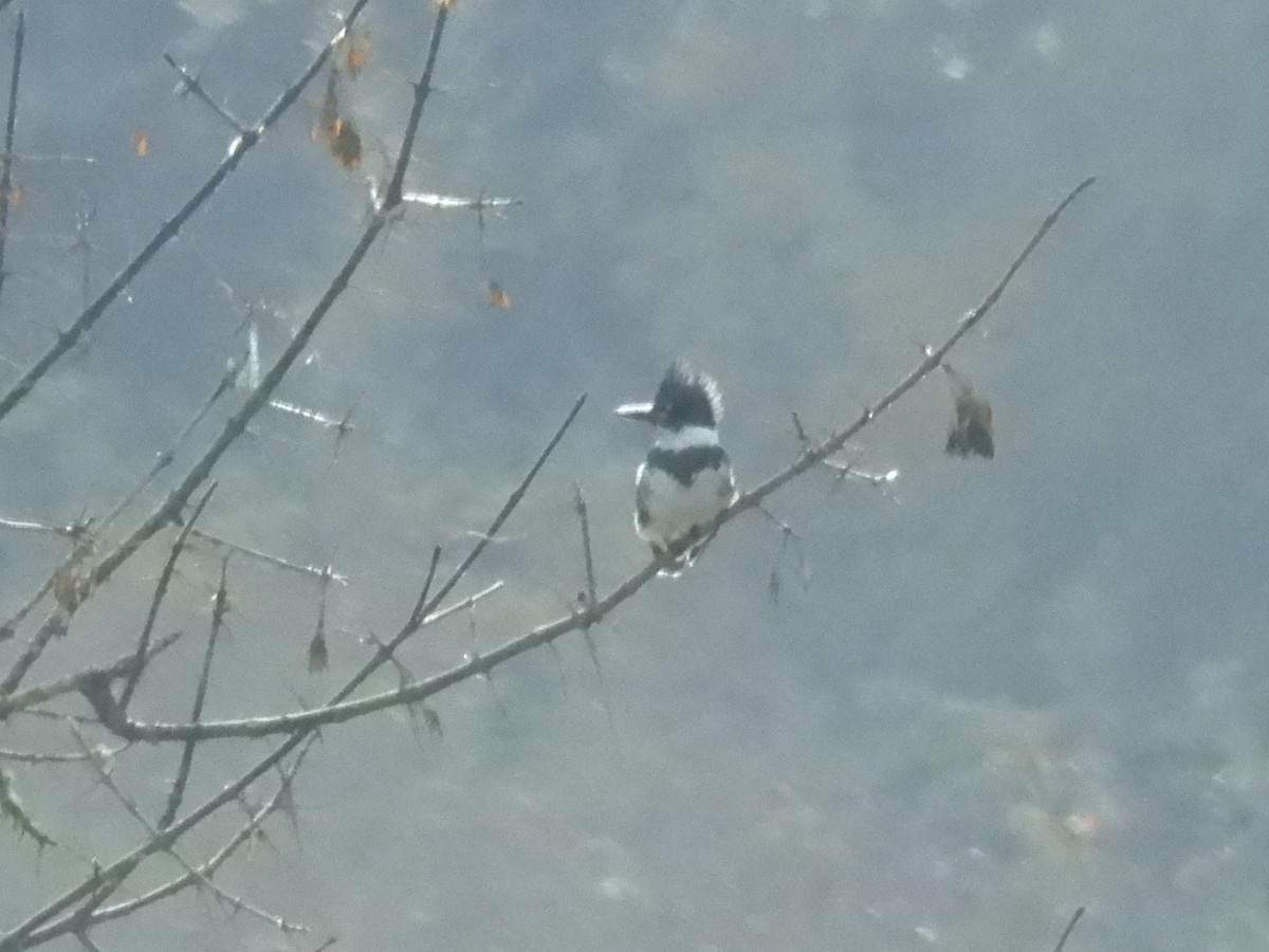 アメリカヤマセミ - ML645124841