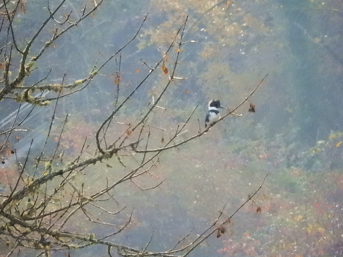 アメリカヤマセミ - ML645124842