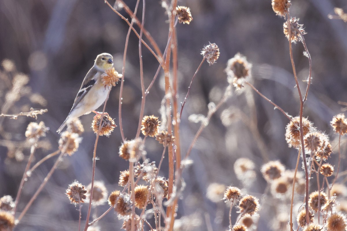 American Goldfinch - ML645124858