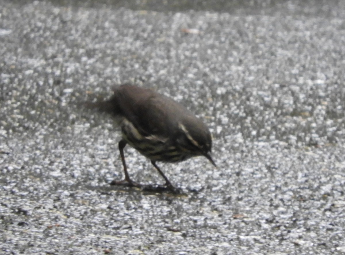 Northern Waterthrush - ML645124861