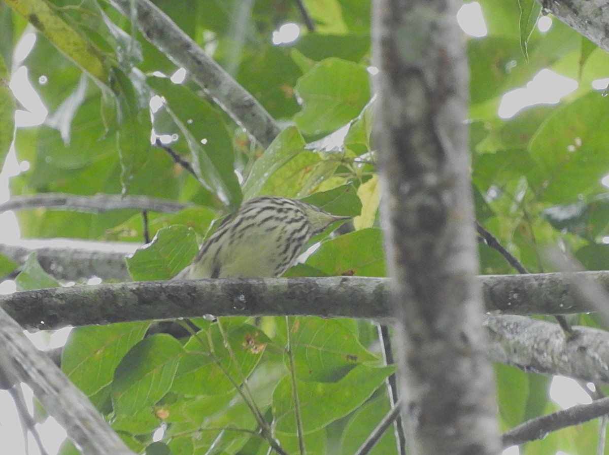 Northern Waterthrush - ML645124863