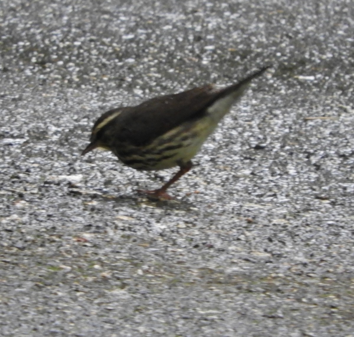 Northern Waterthrush - ML645124865
