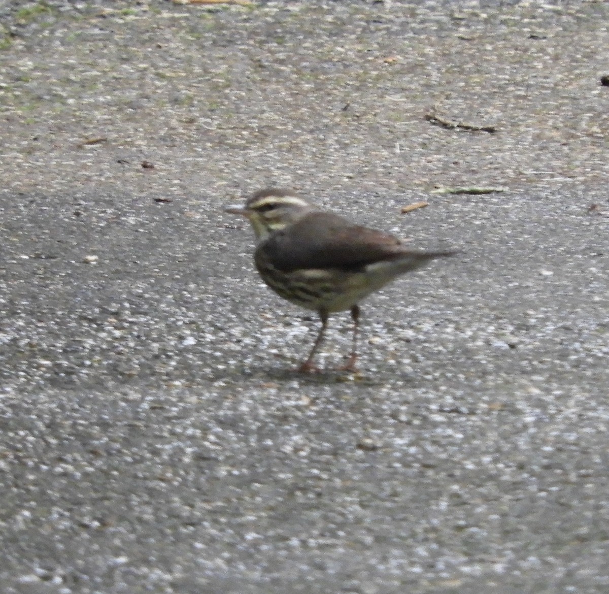 Northern Waterthrush - ML645124866