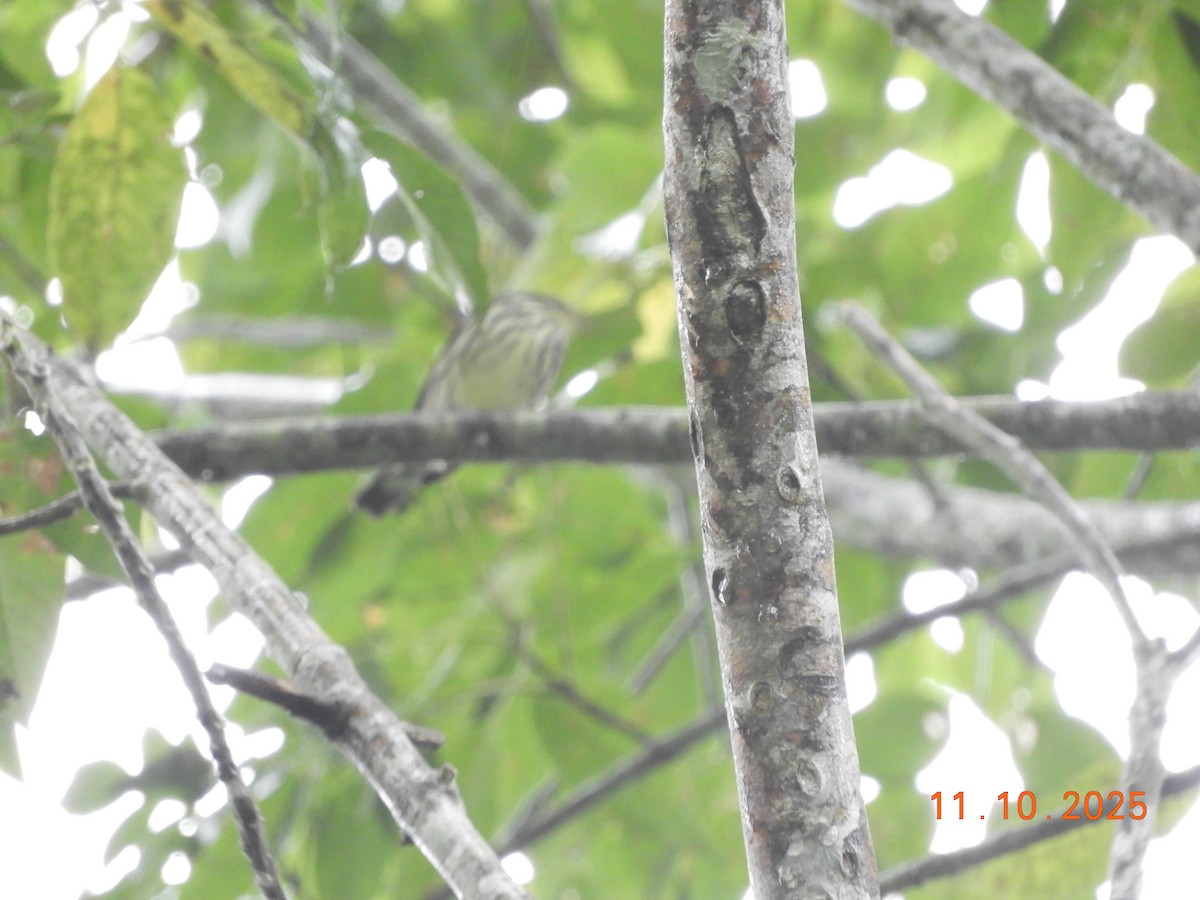 Northern Waterthrush - ML645124867