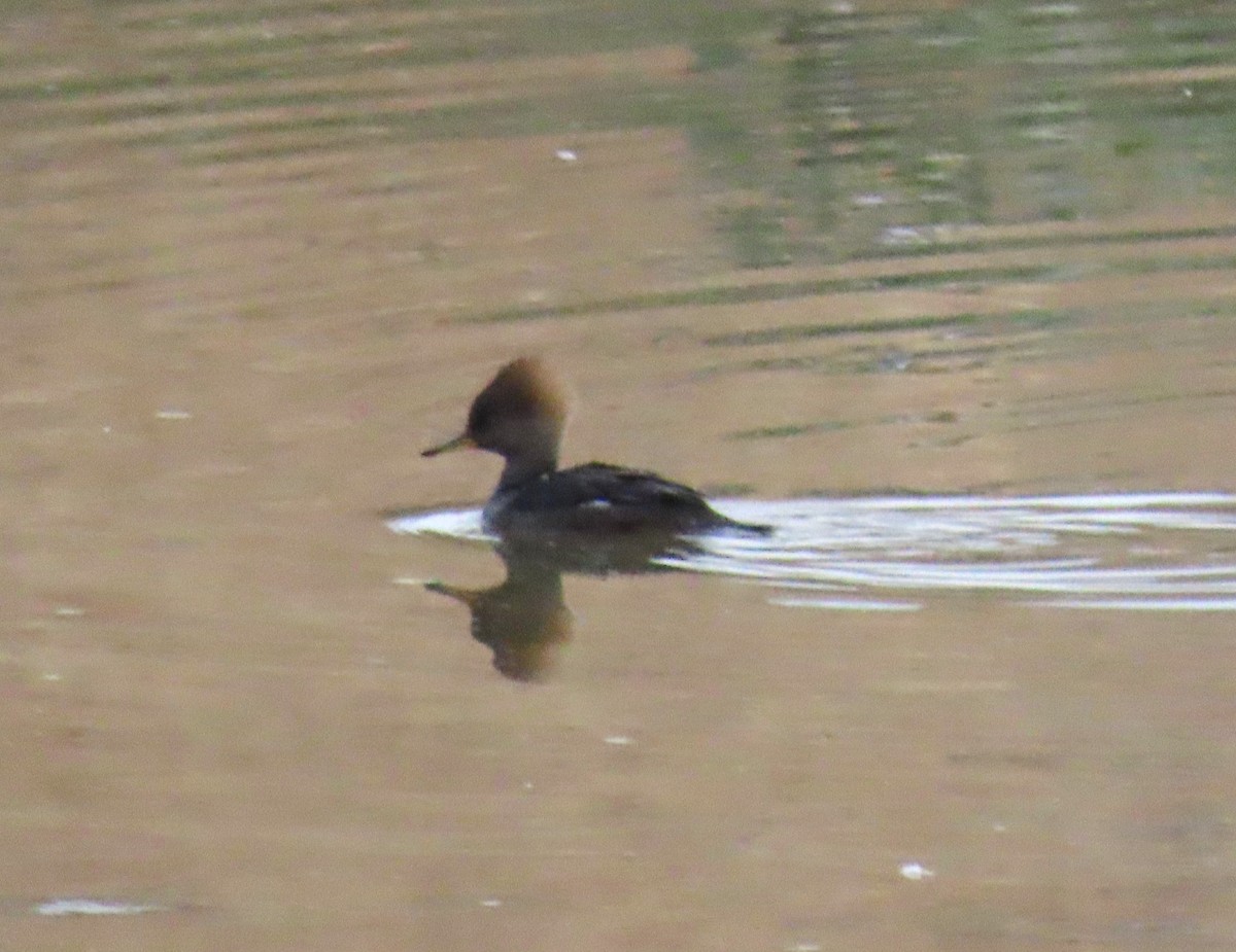 Hooded Merganser - ML645124871