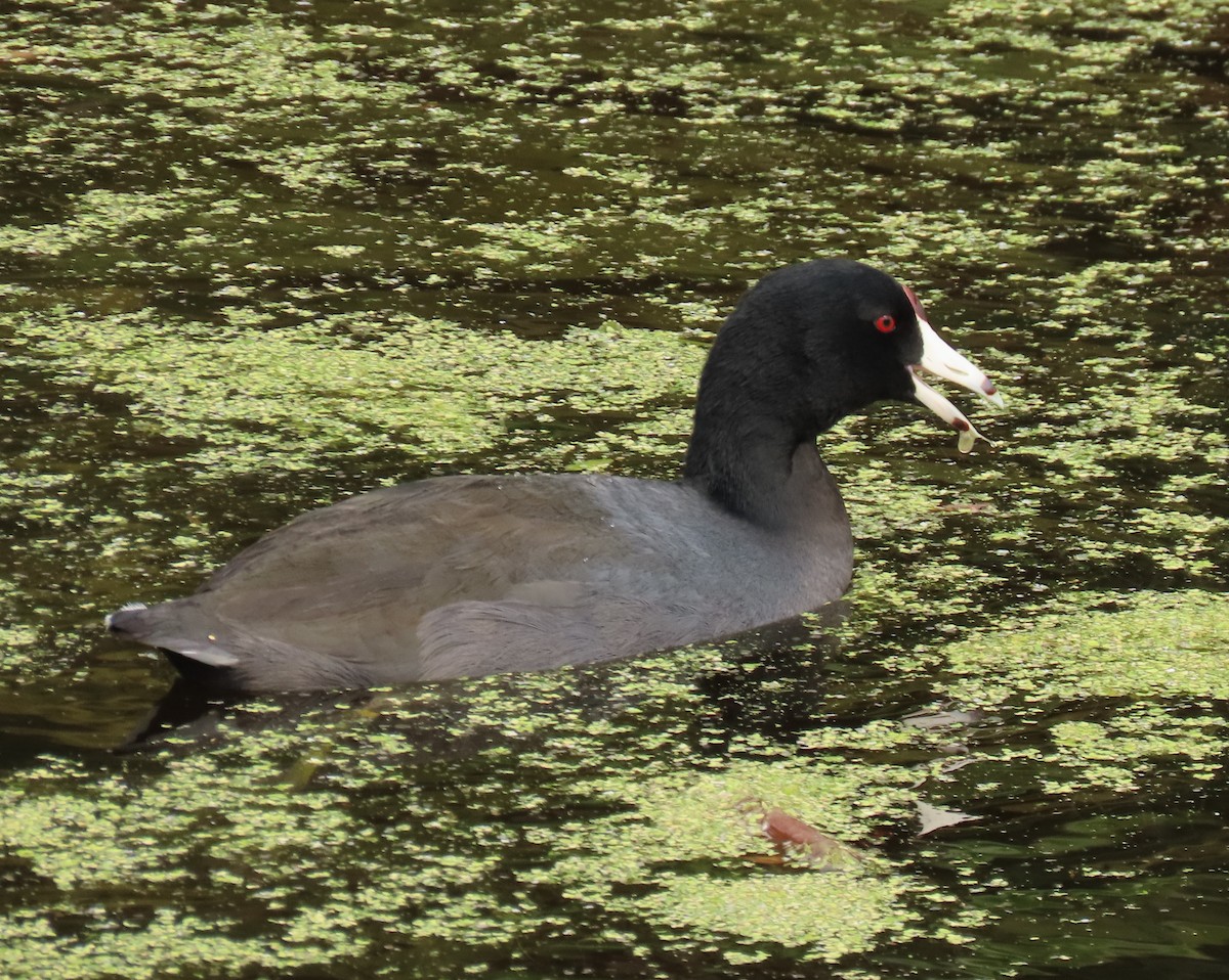 American Coot - ML645124874