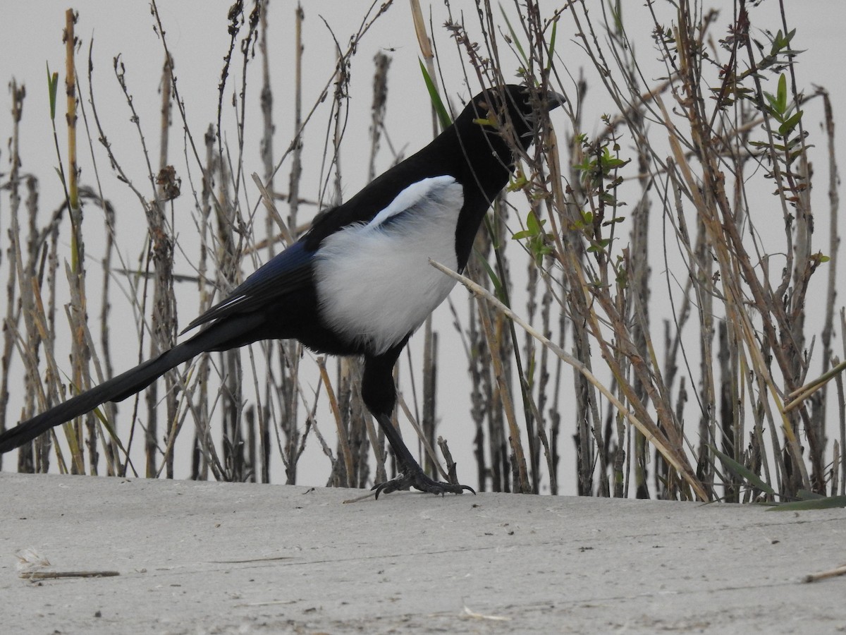 orientskjære - ML645124878