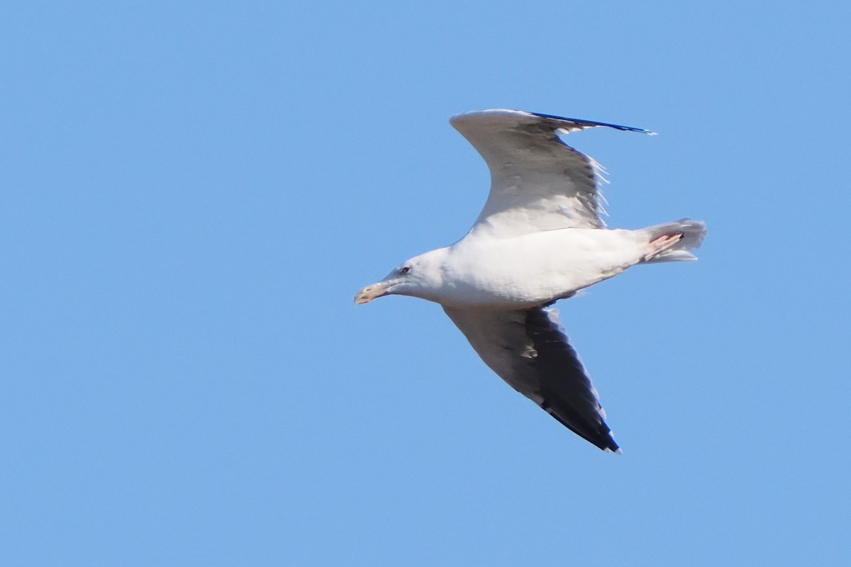 Great Black-backed Gull - ML645124880