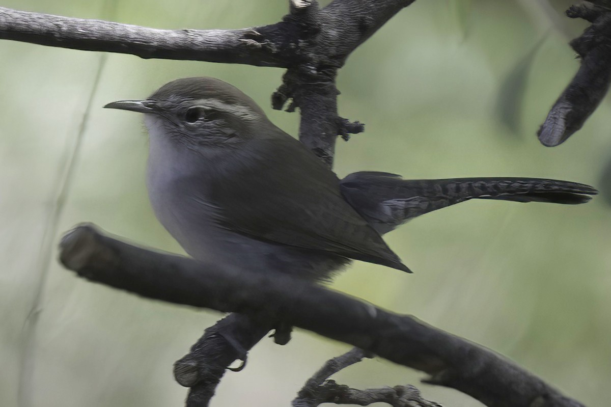 Bewick's Wren - ML645124881