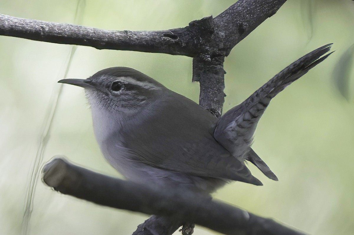 Bewick's Wren - ML645124882